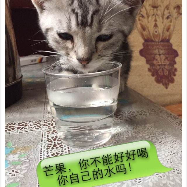 日本创价大学文凭毕业证哪里有卖